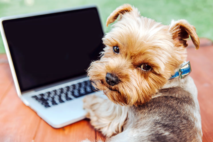 10 blogs sobre perros que debes seguir