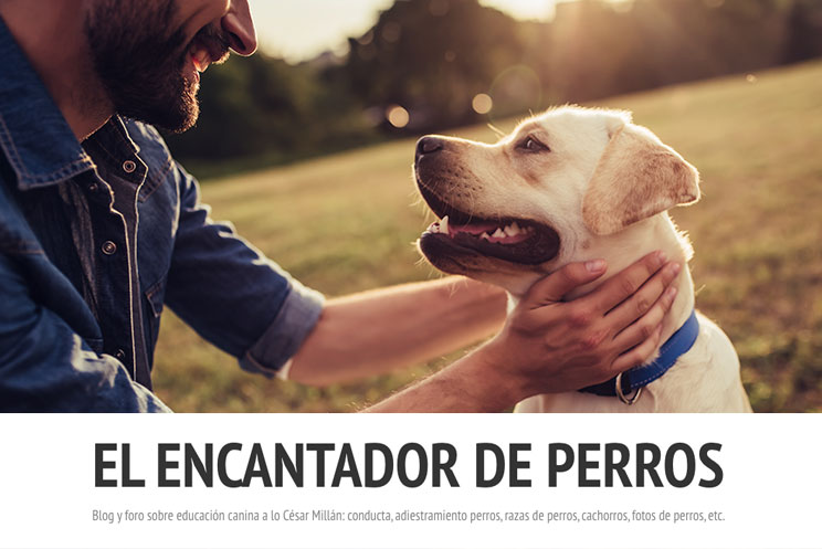 10 blogs sobre perros que debes seguir