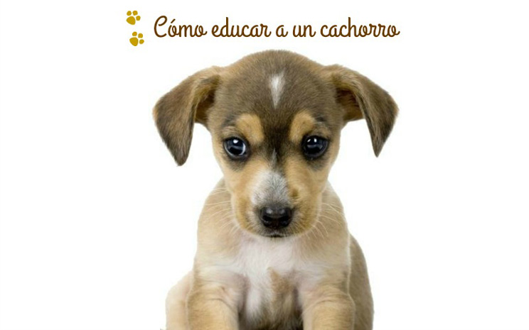 10 blogs sobre perros que debes seguir