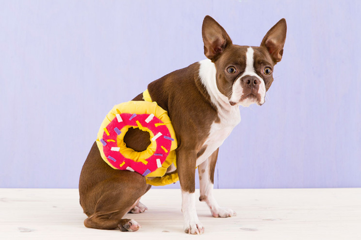 10 ideas de disfraces para perros con tutorial