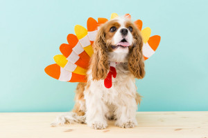 barrer Predecir No pretencioso Mediterranean natural | 10 ideas de disfraces para perros con tutorial barrer Predecir No pretencioso Mediterranean natural | 10 ideas de disfraces para perros con tutorial
