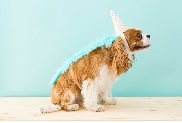 10 ideas de disfraces para perros con tutorial