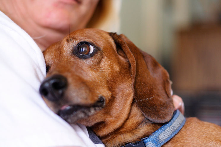 9 consideraciones a valorar antes de adoptar un perro