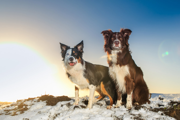 Guía completa de las razas de perros: border collie