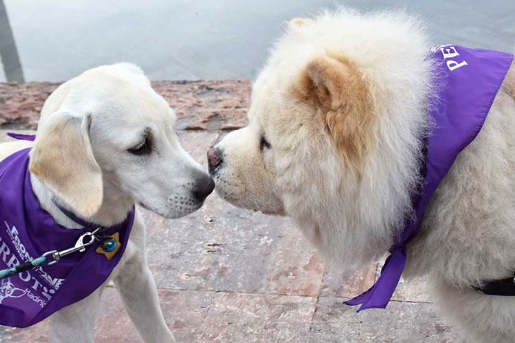 Perrotón Madrid 2016: la carrera por la adopción de animales