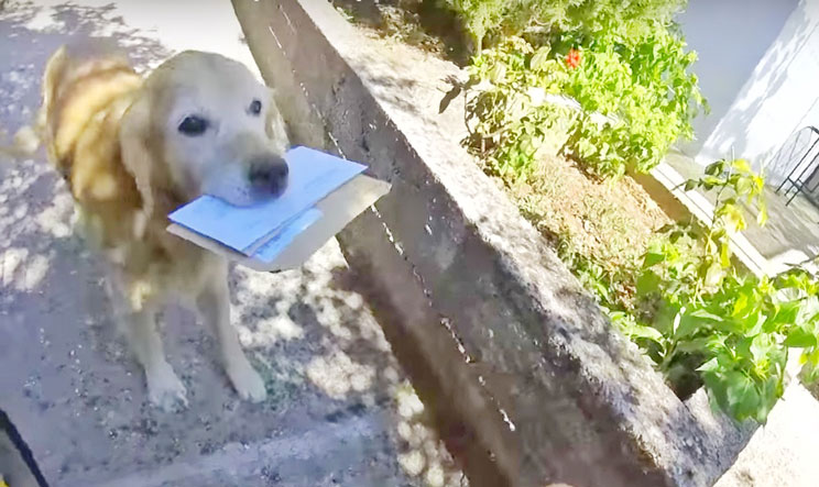 Floki: el golden retriever que cada día recoge su correo