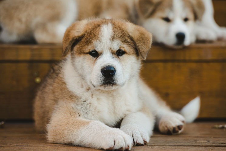 Guía completa de las razas de perros: Akita