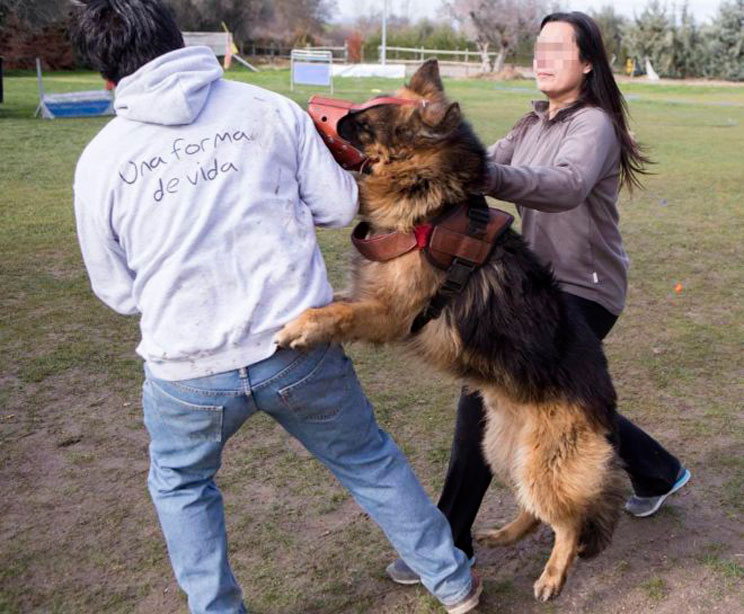 Perros adiestrados contra la violencia machista