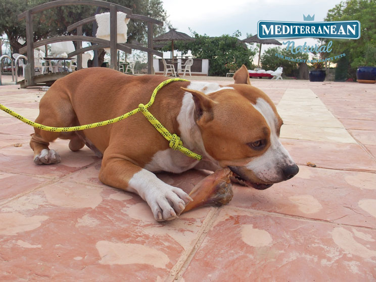 Resistencia de los huesos de jamón a la fuerza de mordida de los perros: minimizamos el astillamiento