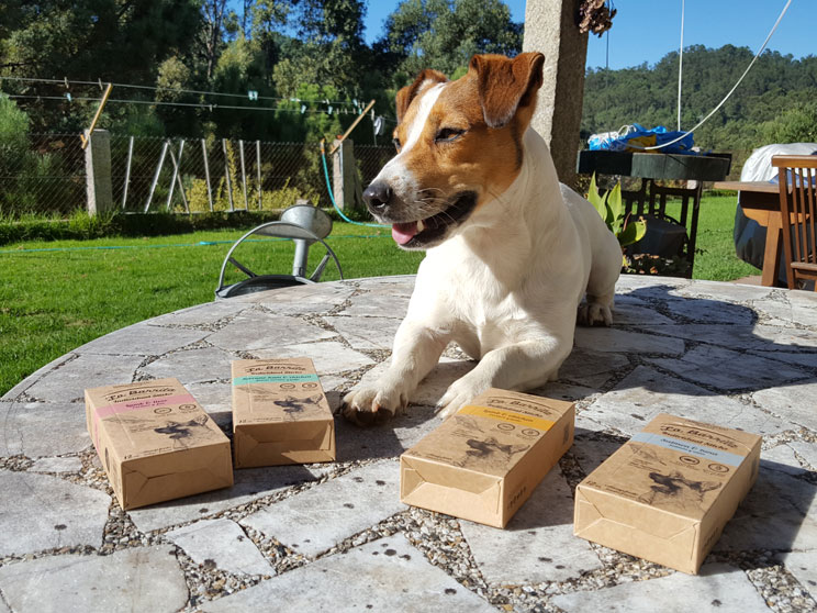 Guía completa de las razas de perros: Jack Russell Terrier