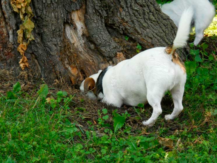 Guía completa de las razas de perros: Jack Russell Terrier