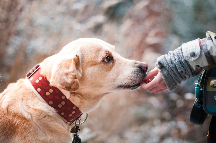 Cómo colaborar si no puedo adoptar un perro