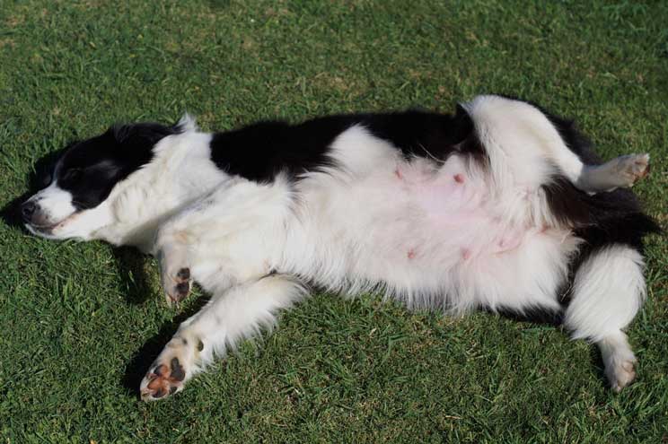 Embarazo psicológico en perros: qué es y qué riesgo supone