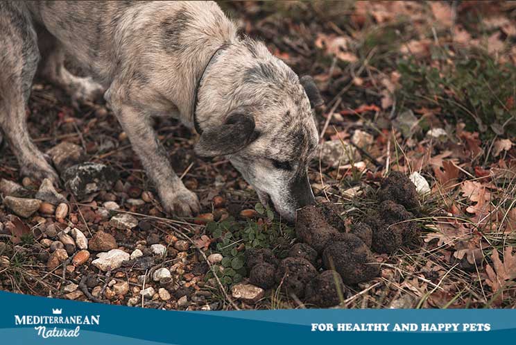 Cómo se enseña a un perro a buscar trufas