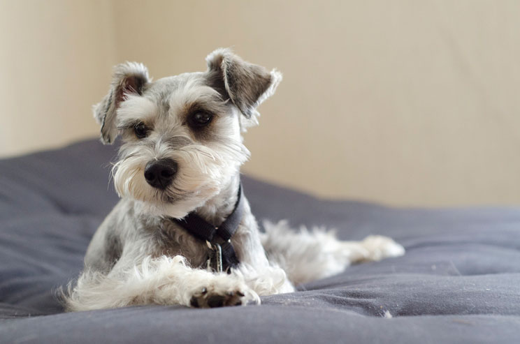 15 consejos para hacer una buena foto a un perro
