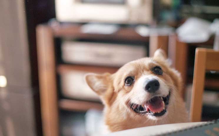 Aprobada proposición no de ley: las mascotas no son cosas