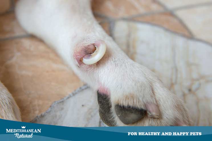 Mediterranean natural | Cómo cortar las uñas a mi perro