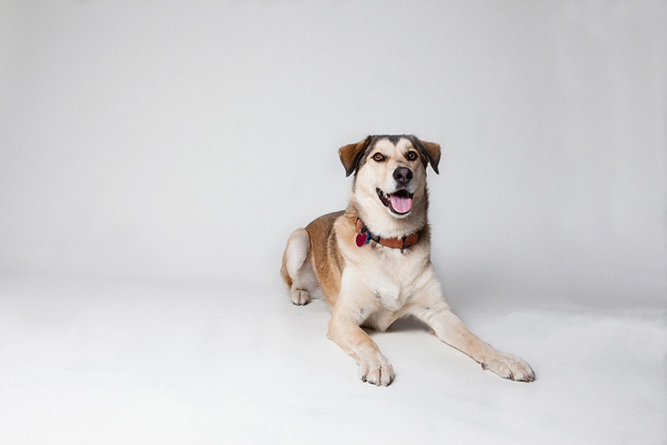 Cómo empezar a enseñar trucos fáciles a mi perro