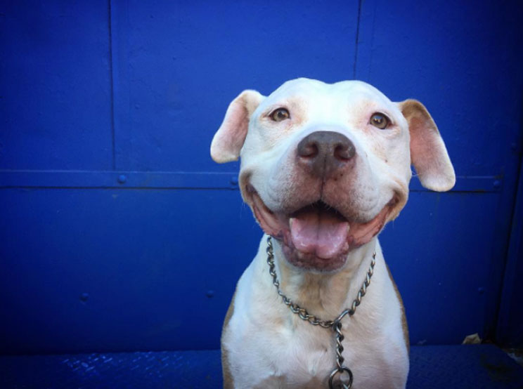 Brinks, el pit bull más sonriente del mundo