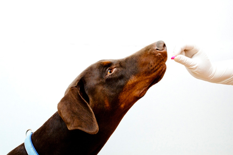 En qué consiste la desparasitación de un perro