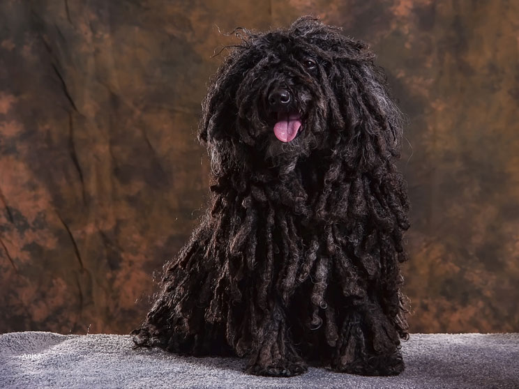 Guía completa de las razas de perros: Puli, el perro rasta