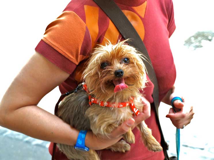 Agenda Dogfriendly: 12 actividades con perro en junio de 2017