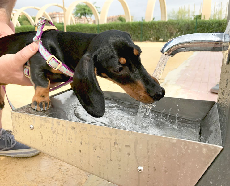Cómo prevenir los golpes de calor en perros