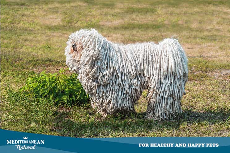 Guia Completa de las razas de perros: puli el perro rasta