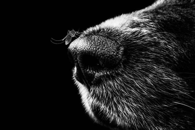 Leishmaniosis: qué es y cómo prevenirla