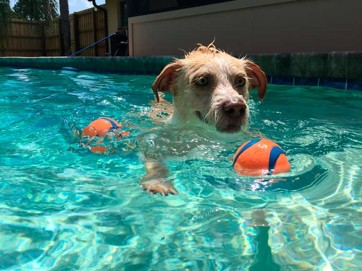 Agenda dogfriendly: 8 actividades con perro en julio que no te puedes perder