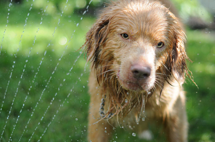 Combatir el calor en verano: 12 consejos para perros