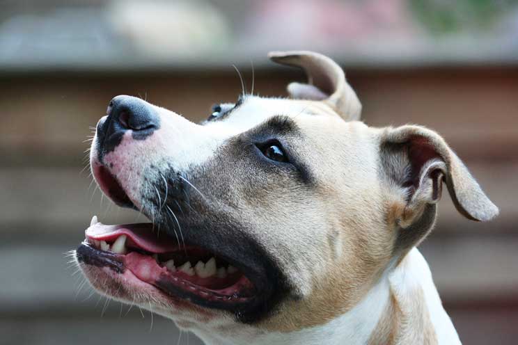 Guía completa de las razas de perros: American Staffordshire Terrier