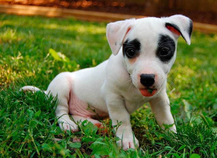 Guia-completa-de-las-razas-de-perros-American-Staffordshire-Terrier-3