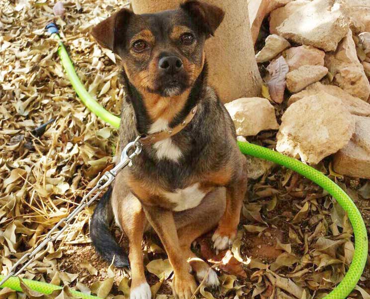 Perros en adopción: Chispa necesita un hogar urgentemente