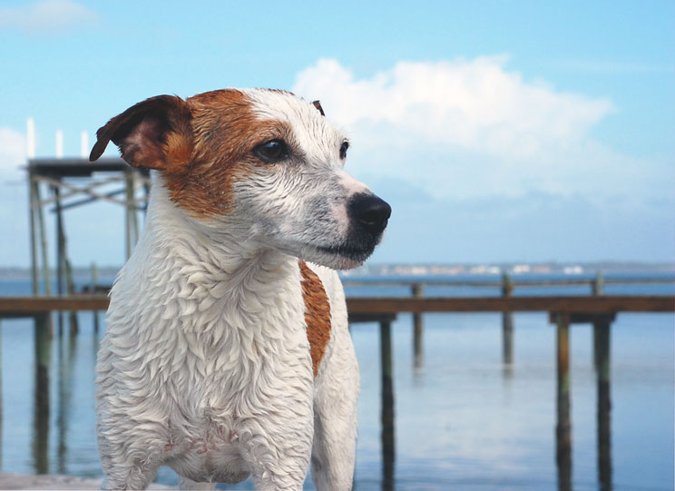 15 cosas imprescindibles que hay que llevar si viajas con perro