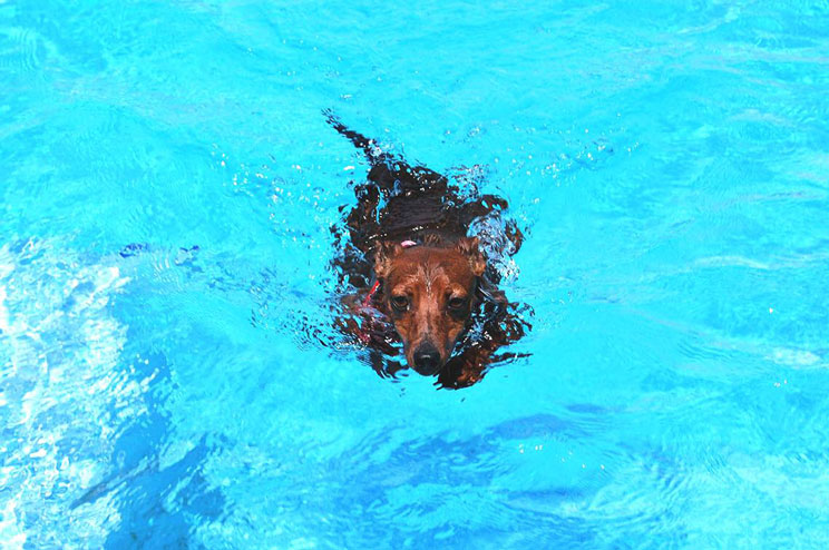 Agenda dogfriendly: 6 actividades para disfrutar este mes de agosto