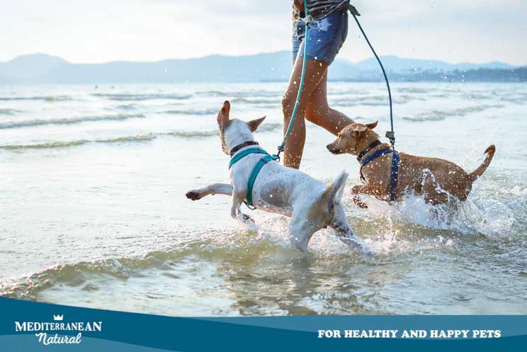 Combatir el calor en verano: 12 consejos para perros
