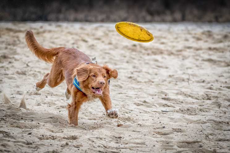 Listado de playas que admiten perros en España