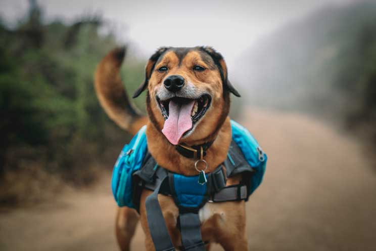 Agenda dogfriendly: 6 actividades con perro en septiembre