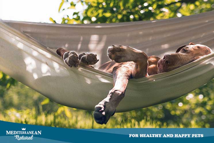 Como ayudar a tu perro a volver a la rutina tras las vacaciones