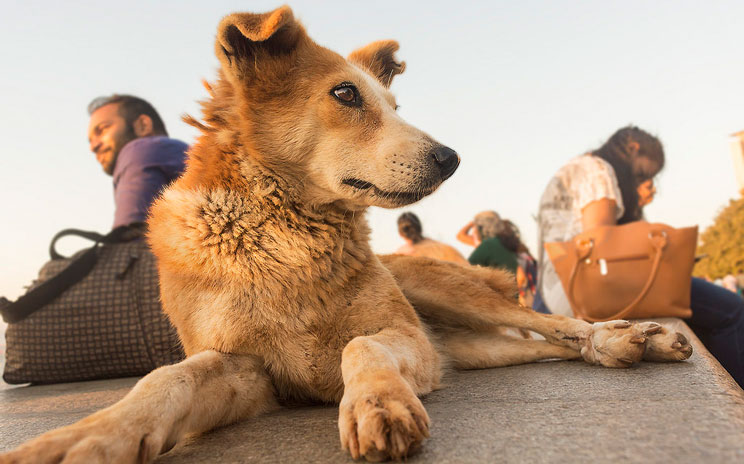Cómo ayudar a tu perro a volver a la rutina tras las vacaciones