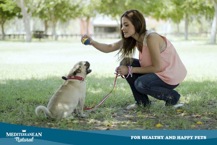 Síndrome postvacacional en perros: ansiedad, tristeza y depresión