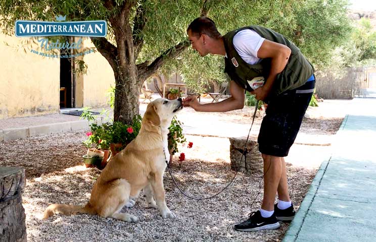 Tutorial de adiestramiento: Cómo enseñar a un perro a sentarse