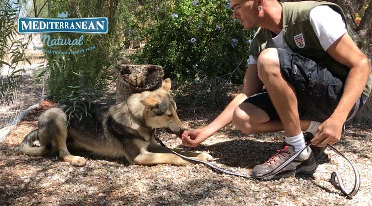 Tutorial de adiestramiento: Cómo enseñar a un perro a tumbarse