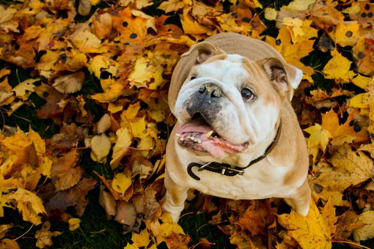 Agenda Dogfriendly: 10 actividades con perro y sobre perros en octubre