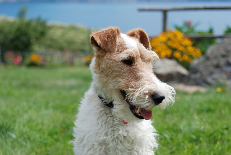 Guía completa de las razas de perros: Fox terrier