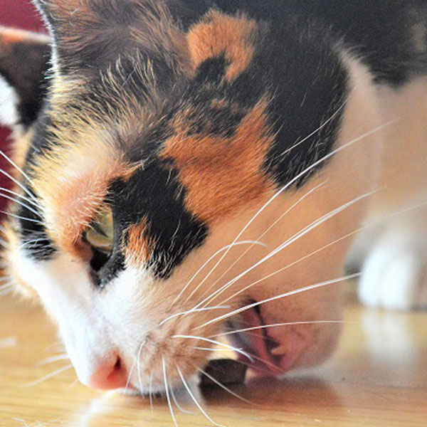 La Guarida de Mis Gatos y Serrano Snacks para gatos de Mediterranean Natural