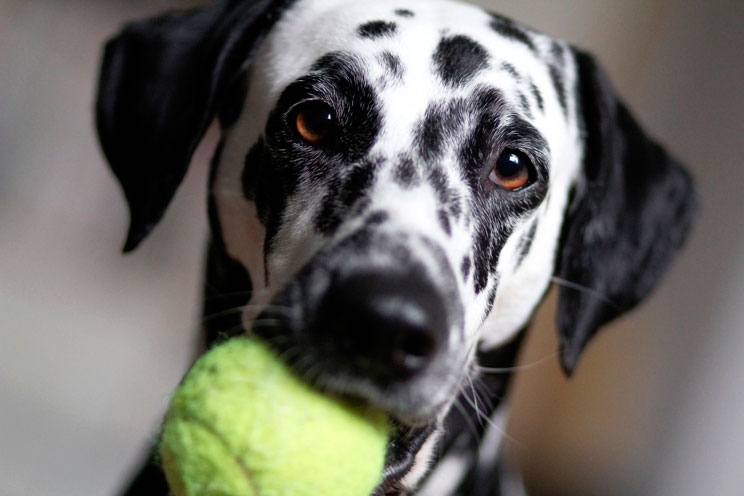 La importancia del juego en la vida de un perro