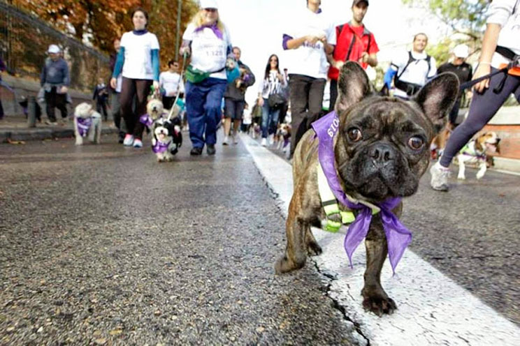 Perrotón Madrid 2017: carrera solidaria por las adopciones