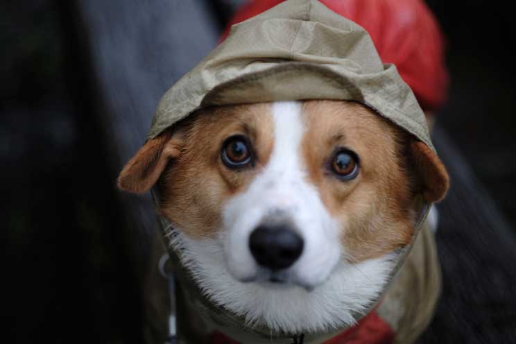 Agenda dogfriendly: actividades con perro en noviembre